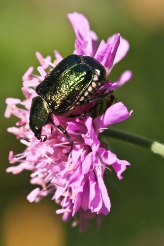 Réf. 93 358 : Gnorimus nobilis