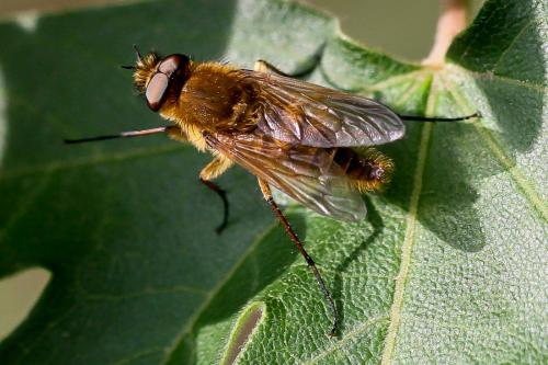 Thereva sp.
