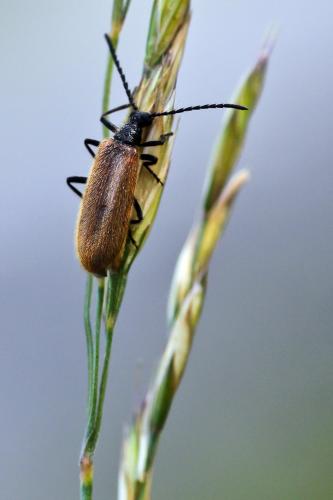 Réf. 93 876 : Lagria hirta