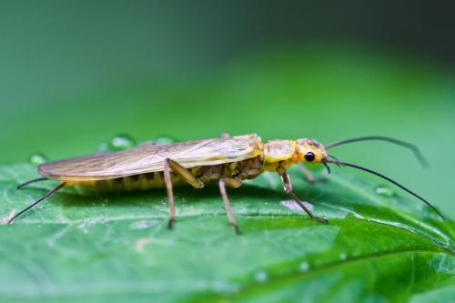 Isoperla sp.