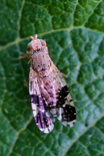 Tephritis bardanae