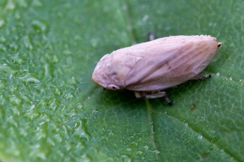 Philaenus spumarius