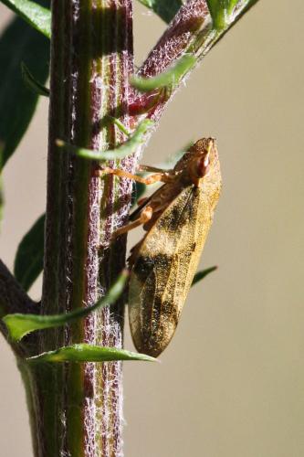 Aphrophora alni