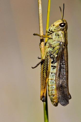 Réf. 93 509 : Stauroderus scalaris scalaris