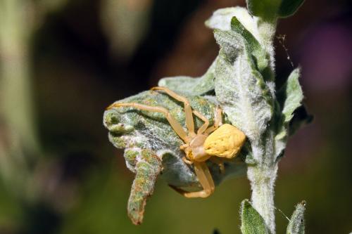 Misumena vatia