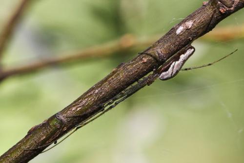 Tetragnatha sp.