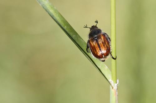 Anisoplia sp.