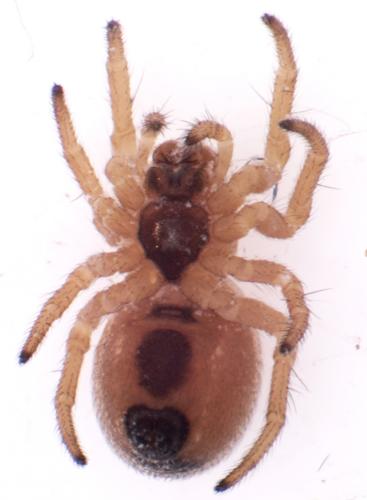 Réf. 93 357 : Hypsosinga sp.