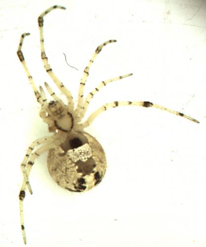 Réf. 93 787 : Theridion varians