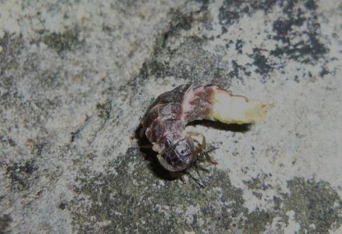 Lampyris noctiluca