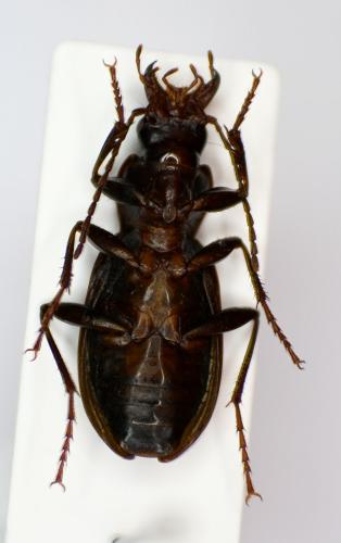Laemostenus complanatus