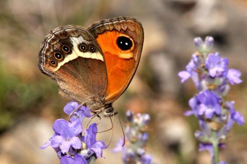 Réf. 93 656 : Pyronia bathseba