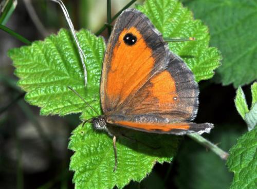 Réf. 93 657 : Pyronia tithonus