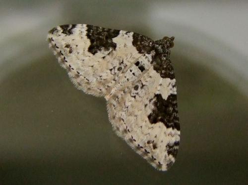 Xanthorhoe fluctuata