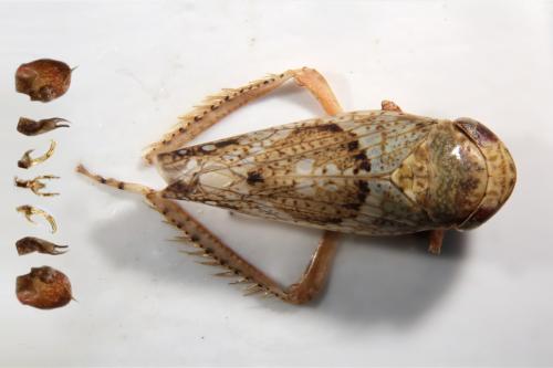 Hishimonus diffractus