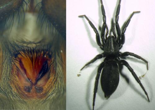Réf. 93 193 : Zelotes erebeus