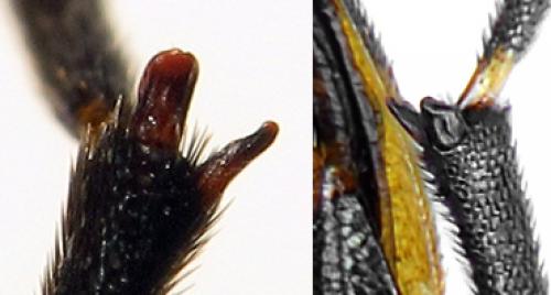 Réf. 93 796 : Zonitis nana