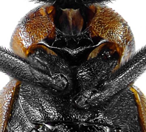 Réf. 93 795 : Zonitis nana