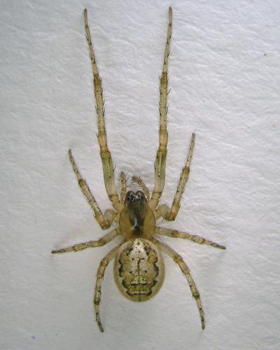 Réf. 93 335 : Zygiella x-notata