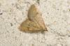 93001 – Photo : Michel Renou – France (91)