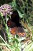 93339 – Photo : Nicolas Alric – France (05)