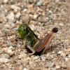 93486 – Photo : Vincent Derreumaux – France (65)