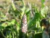 93416 – Photo : jeromebubu – France (81)