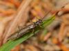 93814 – Photo : Pierre Gros – France (06)