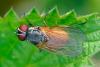 Fannia lustrator