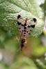 93146 – Photo : Bernard Mallet – France (38)