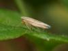 93040 – Photo : Pierre Gros – France (06)