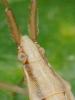 93353 – Photo : Pierre Gros – France (06)