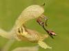 93278 – Photo : Pierre Gros – France (06)