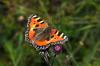 93664 – Photo : Bartolome Joseph – France (00)