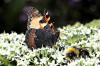 93665 – Photo : Bartolome Joseph – France (00)