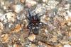 93970 – Photo : henri maleysson – France (43)