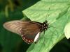 93362 – Photo : Alexandre Vinot – Suriname