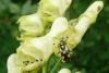 93349 – Photo : Patrick Le Mao – France (73)