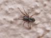 93382 – Photo : alain Roujas – France (31)