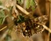93865 – Photo : Guillaume AUBIN – France (83)