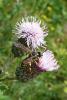 93153 – Photo : Patrick Le Mao – France (35)