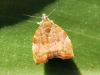 Choreutis nemorana