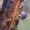 Armadillidium vulgare