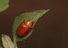93236 – Photo : Vincent Derreumaux – France (66)