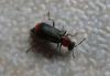 93156 – Photo : lopinga74 – France (74)