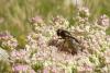 93428 – Photo : Patrick Le Mao – France (35)