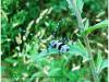 93551 – Photo : Philippe Veillon – France (33)