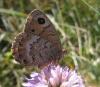 93768 – Photo : clovis – France (26)