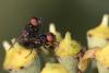 93062 – Photo : Marc Solari – France (68)