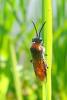 93238 – Photo : Patrick Le Mao – France (35)